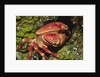 Batwing Coral Crab by Anonymous
