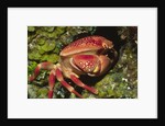 Batwing Coral Crab by Anonymous