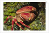 Batwing Coral Crab by Anonymous