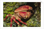 Batwing Coral Crab by Anonymous