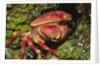 Batwing Coral Crab by Anonymous
