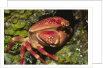 Batwing Coral Crab by Anonymous