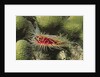 Rough File clam by Anonymous