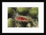 Rough File clam by Anonymous