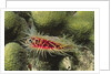 Rough File clam by Anonymous