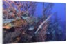 Trumpet fish by Anonymous