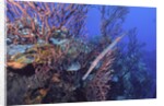 Trumpet fish by Anonymous
