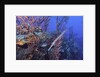 Trumpet fish by Anonymous