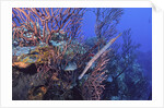 Trumpet fish by Anonymous