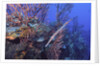 Trumpet fish by Anonymous