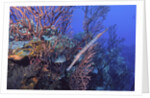 Trumpet fish by Anonymous