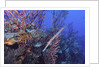 Trumpet fish by Anonymous