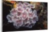 Social Feather Duster Worms by Anonymous