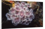 Social Feather Duster Worms by Anonymous