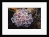 Social Feather Duster Worms by Anonymous