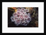 Social Feather Duster Worms by Anonymous