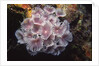 Social Feather Duster Worms by Anonymous