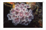 Social Feather Duster Worms by Anonymous