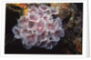 Social Feather Duster Worms by Anonymous