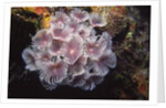 Social Feather Duster Worms by Anonymous
