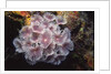 Social Feather Duster Worms by Anonymous