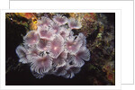 Social Feather Duster Worms by Anonymous