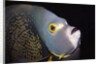 French Angelfish close-up by Anonymous