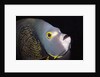 French Angelfish close-up by Anonymous