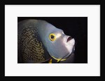 French Angelfish close-up by Anonymous