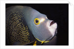 French Angelfish close-up by Anonymous