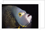 French Angelfish close-up by Anonymous