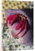 Red Reef Hermit Crab by Anonymous