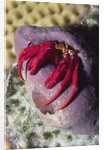 Red Reef Hermit Crab by Anonymous
