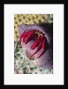 Red Reef Hermit Crab by Anonymous
