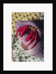 Red Reef Hermit Crab by Anonymous