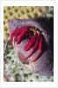 Red Reef Hermit Crab by Anonymous