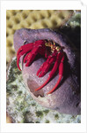 Red Reef Hermit Crab by Anonymous
