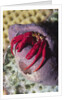 Red Reef Hermit Crab by Anonymous
