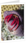 Red Reef Hermit Crab by Anonymous
