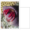 Red Reef Hermit Crab by Anonymous