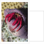 Red Reef Hermit Crab by Anonymous