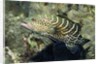 Tiger Grouper by Anonymous