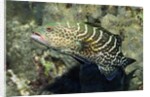 Tiger Grouper by Anonymous