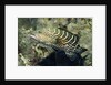 Tiger Grouper by Anonymous