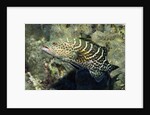 Tiger Grouper by Anonymous