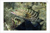Tiger Grouper by Anonymous