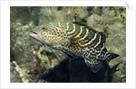 Tiger Grouper by Anonymous