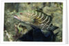 Tiger Grouper by Anonymous