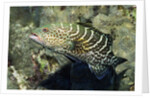 Tiger Grouper by Anonymous