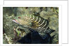 Tiger Grouper by Anonymous